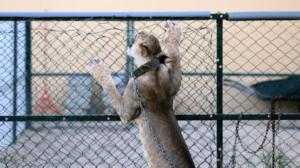 VICE: Illegal Big Cats of Instagram: 01.08.2016 09.00