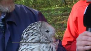 Ylen aamu-tv: Viirupöllöä rengastamassa: 11.05.2016 09.27