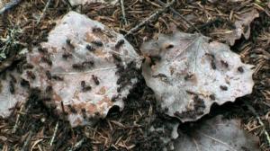 Tarinoita metsästä: Muurahaiset: 06.06.2016 10.00