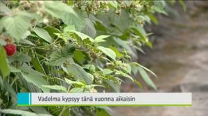Yle Uutiset Pohjanmaa: Yle Uutiset Pohjanmaa 12-07-2016 Klo 18-22: 12.07.2016 18.02