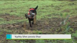 Yle Uutiset Lounais-Suomi: Yle Uutiset Lounais-Suomi 10-08-2016 Klo 18-22: 10.08.2016 17.48