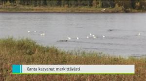 Yle Uutiset Lappi: Yle Uutiset Lappi 12-08-2016 Klo 18-22: 12.08.2016 17.08