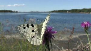 Luonnonkaunis Ahvenanmaa: Päiväperhoset: 07.07.2016 20.15