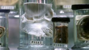 Anatomia taiteessa: 04.10.2016 18.00