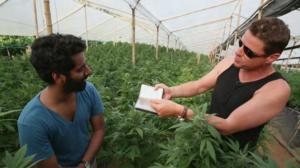 VICE: Kings of Cannabis (12): 27.05.2016 15.00