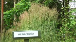 Radio Vega Västnyland: En av Arboretum Magnolias leder: Grässtigen (S): 14.07.2016 11.24