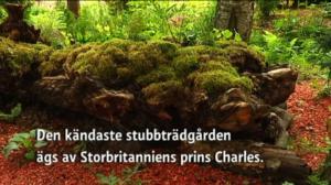 Radio Vega Västnyland: Finlands första stubbträdgård (S): 18.07.2016 11.32