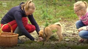 Yle Oddasat: Taan čoovčâ šaddeh ennuv peesihajâšovkkâheh.: 12.08.2016 15.27