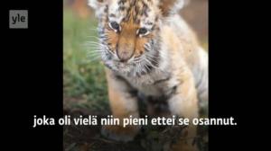 Yle Uutiset Uusimaa: Sesse Koivisto: 29.09.2016 06.07