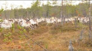 Yle Uutisluokka Triplet: Mönkijät ja helikopterit apuna poroerottelussa (S): 19.10.2016 11.26