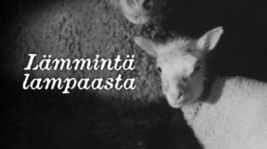Lämmintä lampaasta