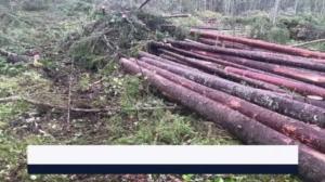 Yle Uutiset Itä-Suomi