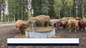 Yle Uutiset Pirkanmaa