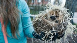 Rakkaudesta villieläimiin