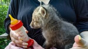 Rakkaudesta villieläimiin