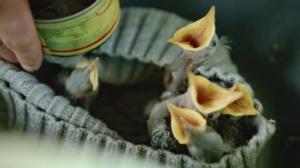 Rakkaudesta villieläimiin