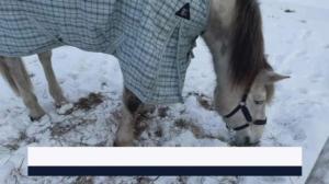 Yle Uutiset Pirkanmaa