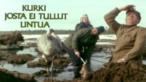 Kurki, josta ei tullut lintua