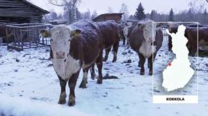 Yle Uutiset Uutis-Suomi