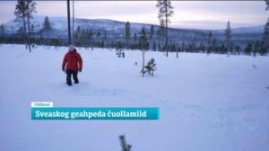 Oddasat