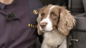 Lain pitkä nenä