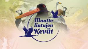 Muuttolintujen kevät