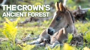 Avara luonto: Vanhan metsän uumenissa