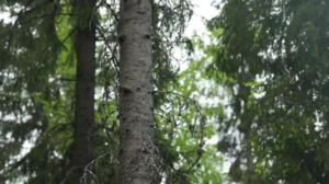 Yle Uutiset Itä-Suomi