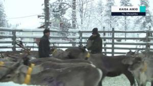 Yle Oddasat