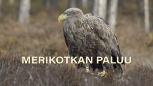 Merikotkan paluu