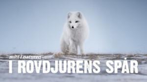 Villieläinten jäljillä