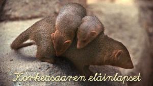 Korkeasaaren eläinlapset