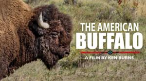 Historia: Amerikan biisonin tarina