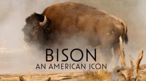 Avara luonto: Amerikan biisoni