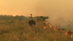 Avara luonto: Serengeti