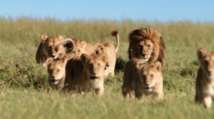 Avara luonto: Serengeti