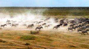 Avara luonto: Serengeti