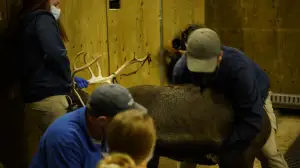 Pohjoisen eläinlääkärit