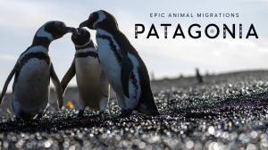 Avara luonto: Patagonian eläinvaellukset