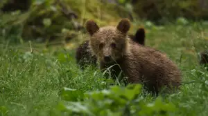Avara luonto: Monimuotoinen Eurooppa