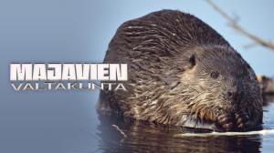 Avara luonto: Majavien valtakunta