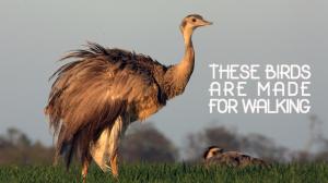 Lintujen lumottu maailma