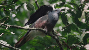 Kirjava luonto