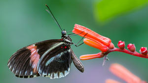 Kirjava luonto