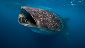 Kirjava luonto