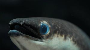 Kirjava luonto