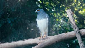 Kirjava luonto