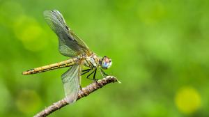 Kirjava luonto