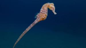 Kirjava luonto