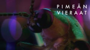 Pimeän vieraat